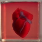 Первое 3D сердце из биологических материалов пациента