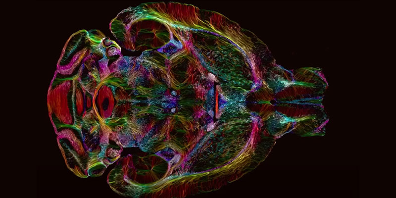 Анатомия мозга мыши с рекордным разрешением